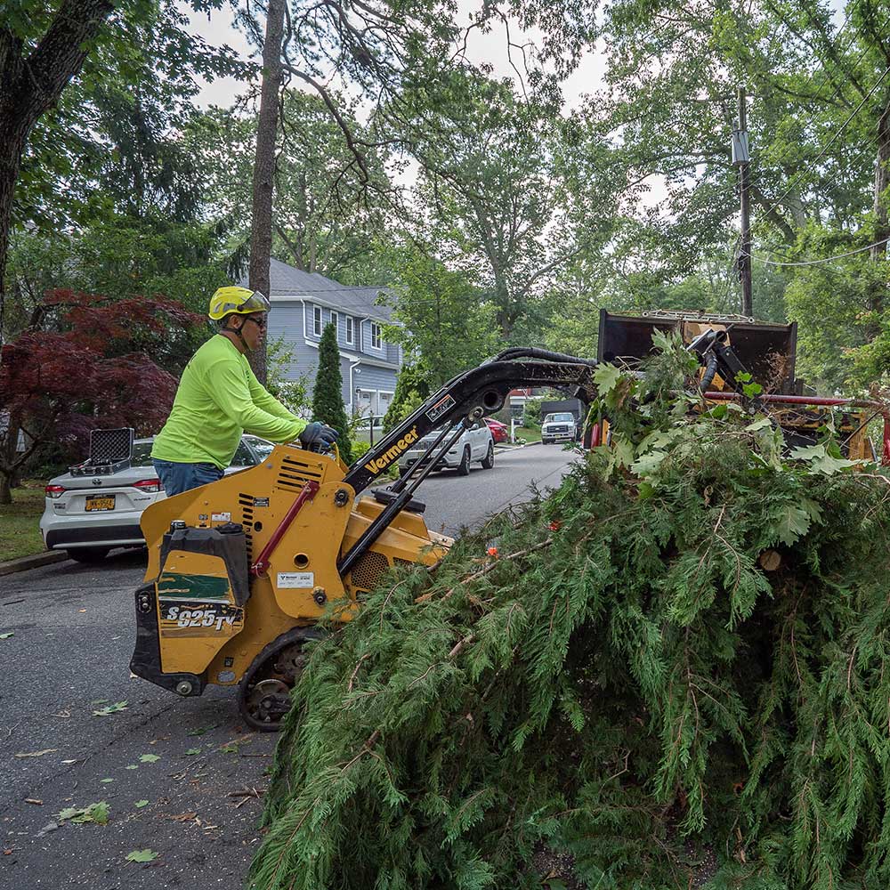 view our gallery of tree trimming, tree removal, and stump grinding services