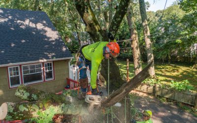 Tree Cutting Services: Top 5 Reasons to Hire a Professional