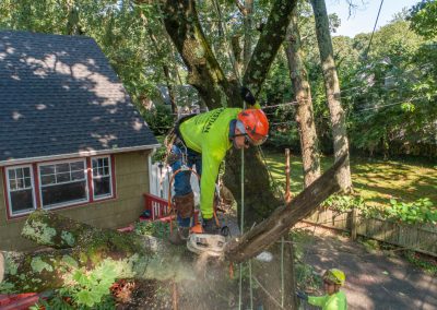 Kristian Tree Service specializes in tree cutting services