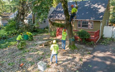 Your Guide to Having Trees Removed by a Tree Removal Service