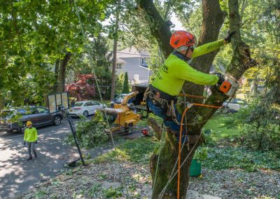 professional tree removal service in Monmouth County, NJ by Kristian Tree Service