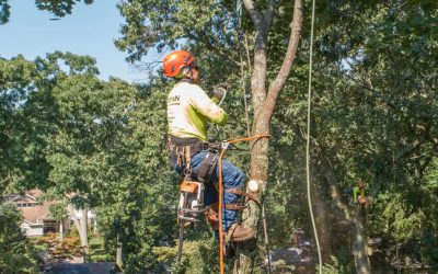Kristian Tree Service is One of the Fastest Growing Tree Removal Companies in Central NJ