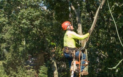 Looking for Professional Tree Cutting Services? Call Kristian Tree Service