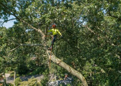 expert tree cutting services in Freehold NJ
