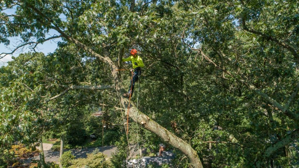 who is responsible for a fallen tree in nj?