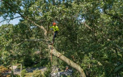 Who is Responsible for a Fallen Tree in NJ? Why It Matters for Homeowner’s Insurance Claims