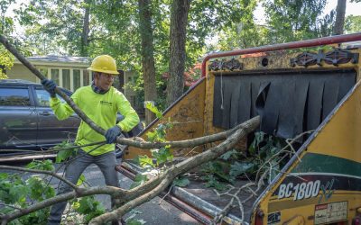 Looking for Affordable and Professional Tree Services?