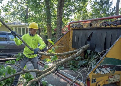 At Kristian Tree Service, our experts will provide you with affordable and professional tree services for every month of the year.