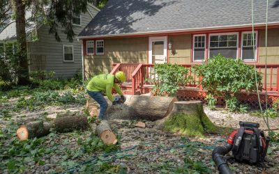 8 Reasons You May Need Tree Removal Services