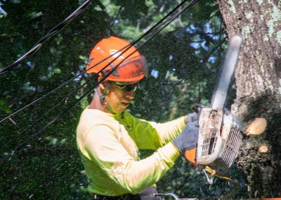 tree trimming and tree removal services by Kristian Tree Service