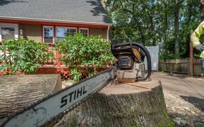 Premier Monmouth County Tree Removal Services
