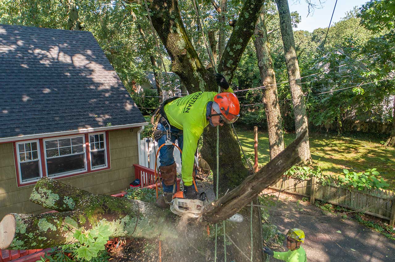 get a free quote for tree trimming and tree removal services