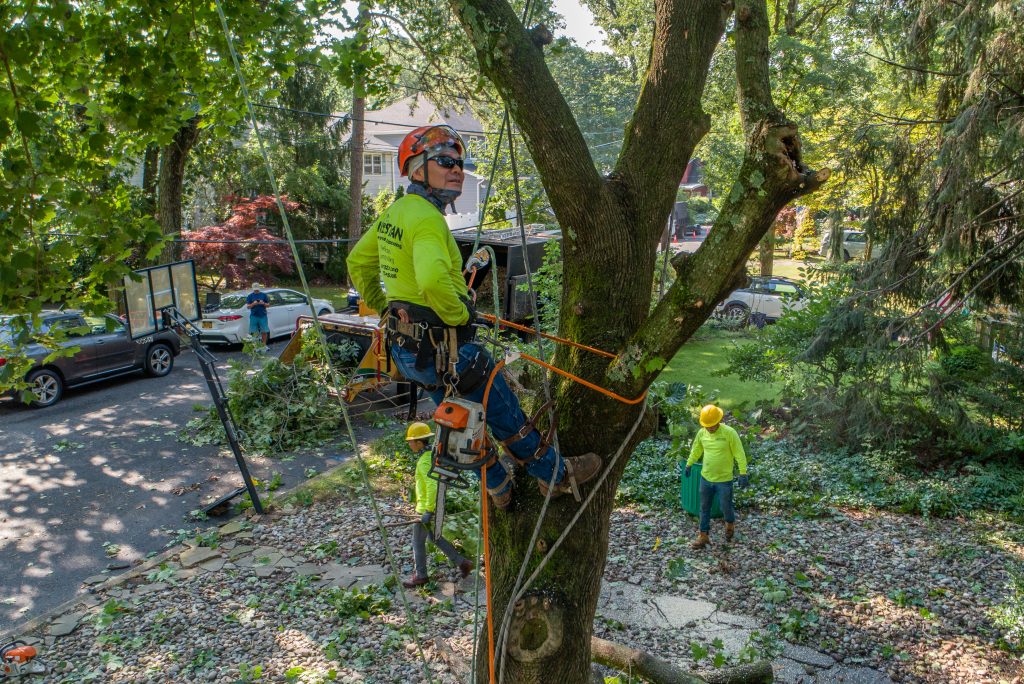 Our tree services are performed by trained professionals. 