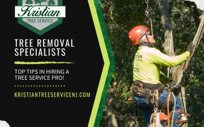 Top Tips for Hiring a Professional Tree Removal Company