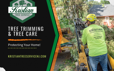 Tree Trimming and Tree Care Best Practices from Kristian Tree Services