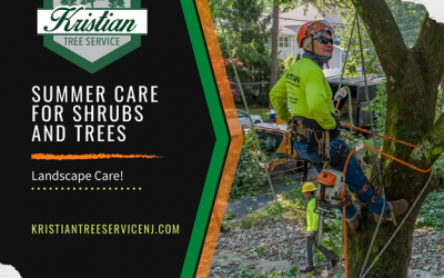 Summer Landscaping Care for Your Shrubs and Trees