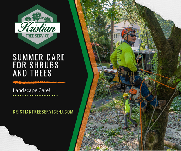 Landscaping tips from the tree removal experts