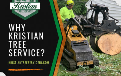 How to Choose a Professional Tree Removal Company in Central New Jersey