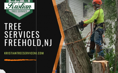 How to Get a Tree Removal Estimate and What to Expect