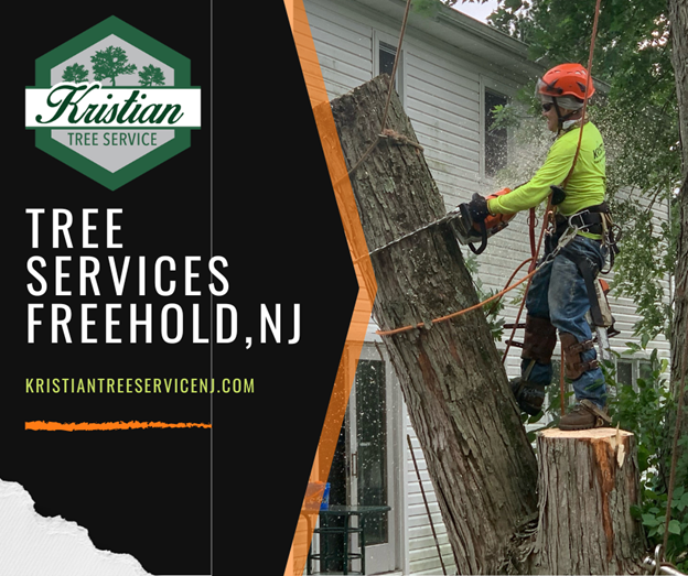 There are many factors that go into a tree removal estimate, learn more about what to expect from Kristian Tree Service.