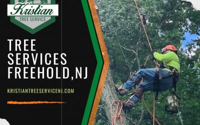 Tree Trimming and Tree Removal in Freehold – Tips from the Pros!