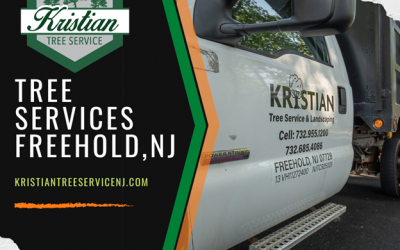 Affordable Tree Removal Services by Kristian Tree Service