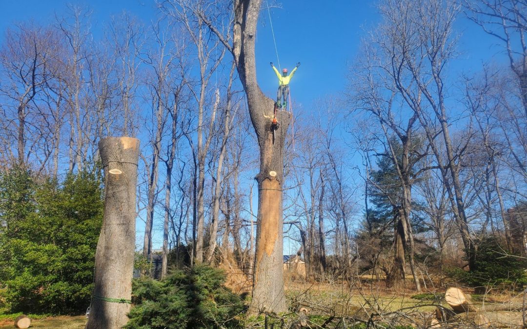 Kristian Tree Service is equipped to handle the challenges of winter tree removal and has the experience to safely remove any tree.