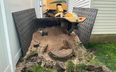 Stump Removal: Transforming Your Landscaping With Kristian Tree Service