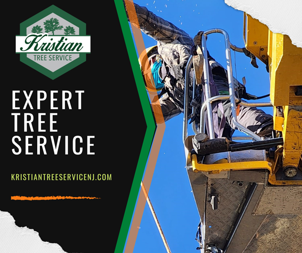 contact the tree removal specialists at Kristian Tree Service today