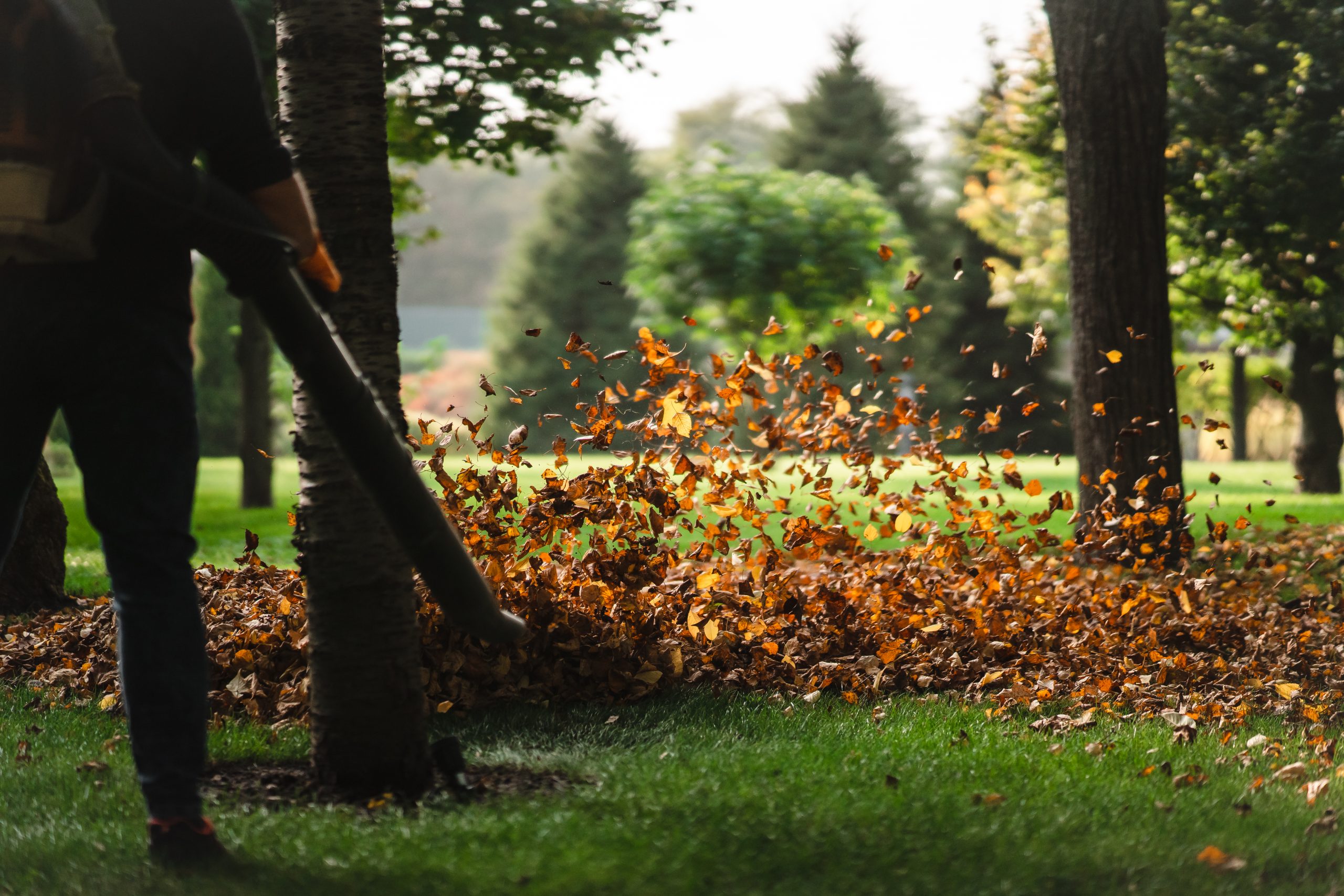 Recent outdoor tree service project with professional cleanup in New Jersey