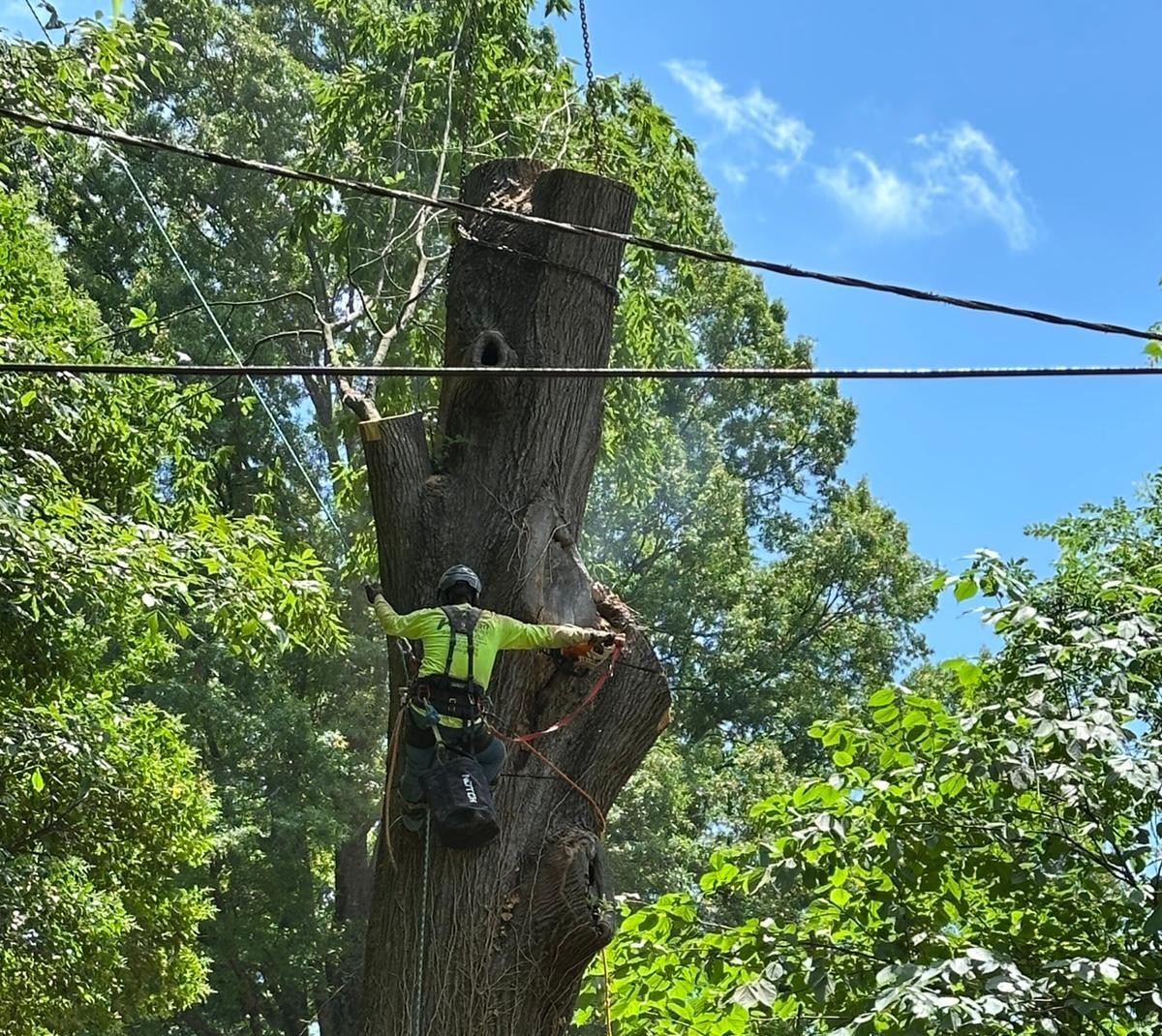 tree removal project with safe outdoor work in Jackson NJ