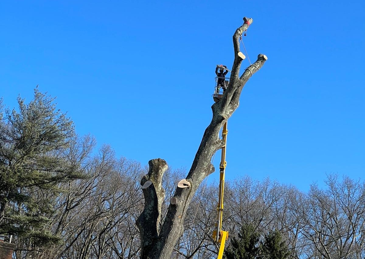 Tree removal Jackson NJ service