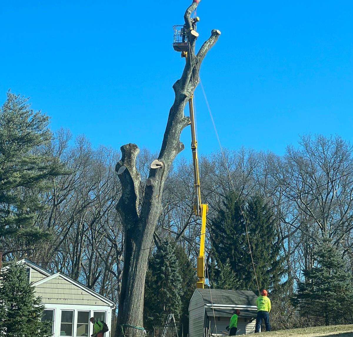 tree service freehold nj service image