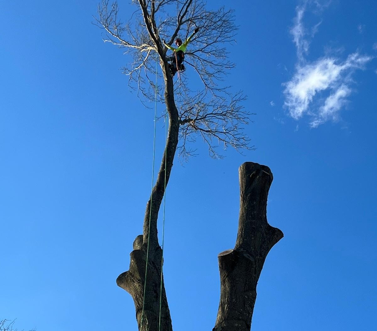 Safe tree removal work New Jersey