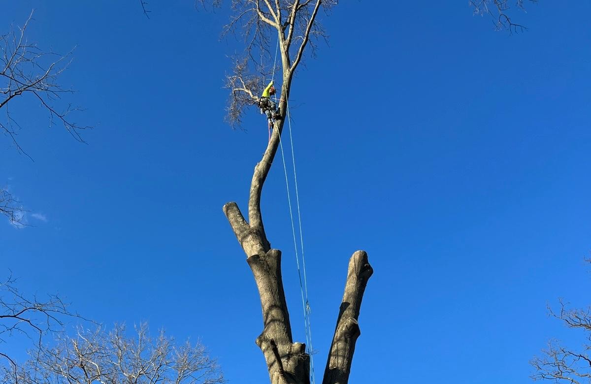 tree service colts neck nj project with safe outdoor work