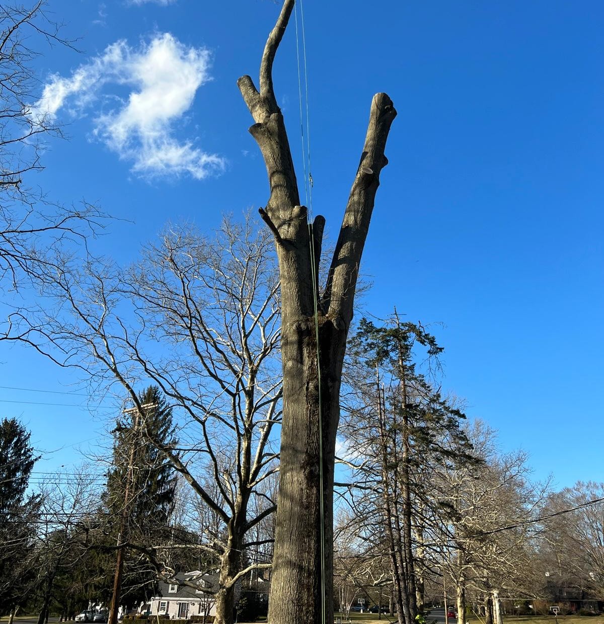 Tree removal Colts Neck NJ service