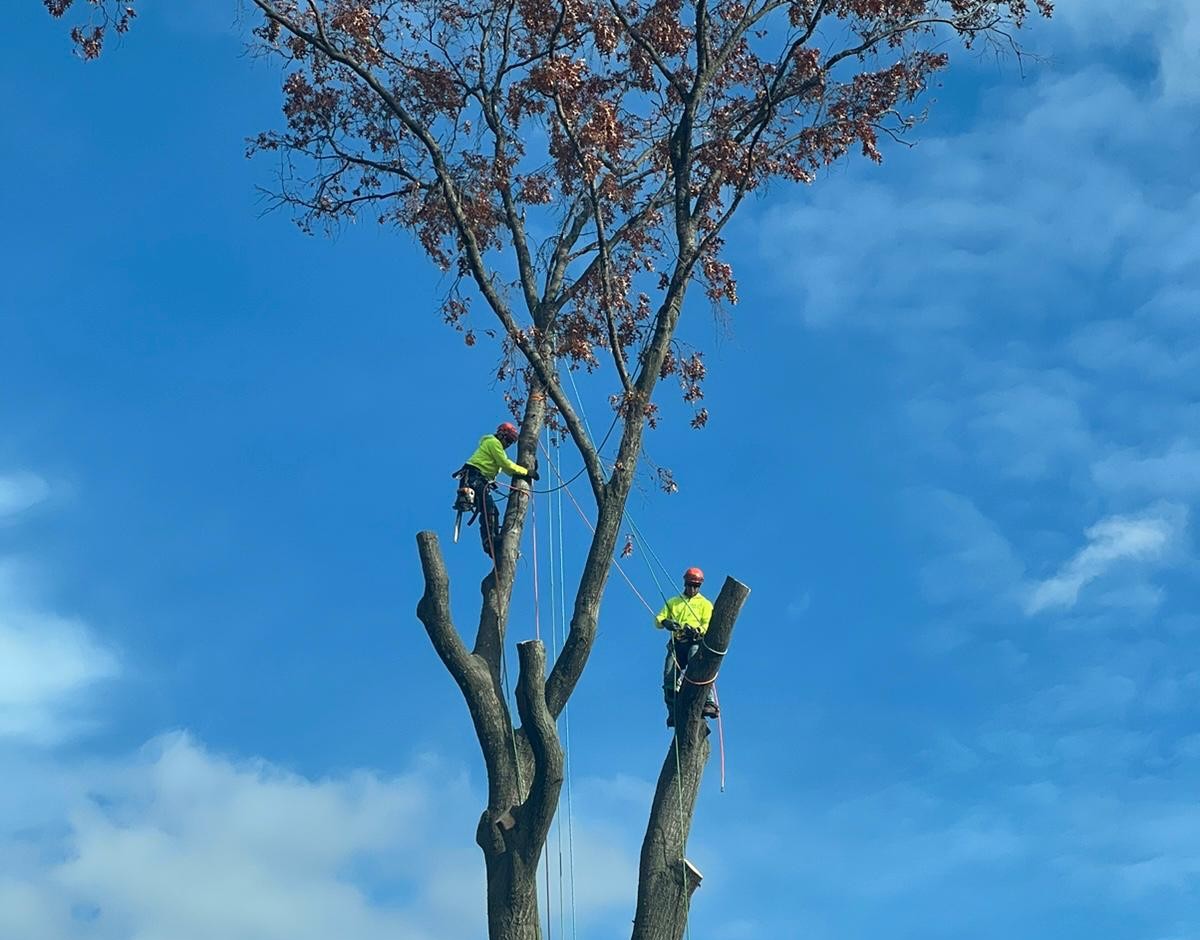 tree service colts neck nj service image