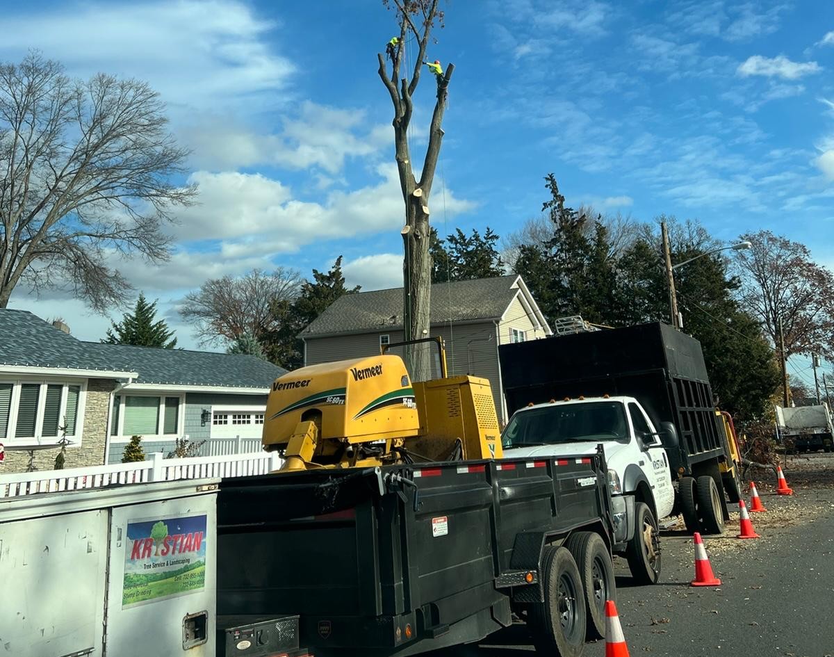 Emergency tree service near me for fast local tree care support