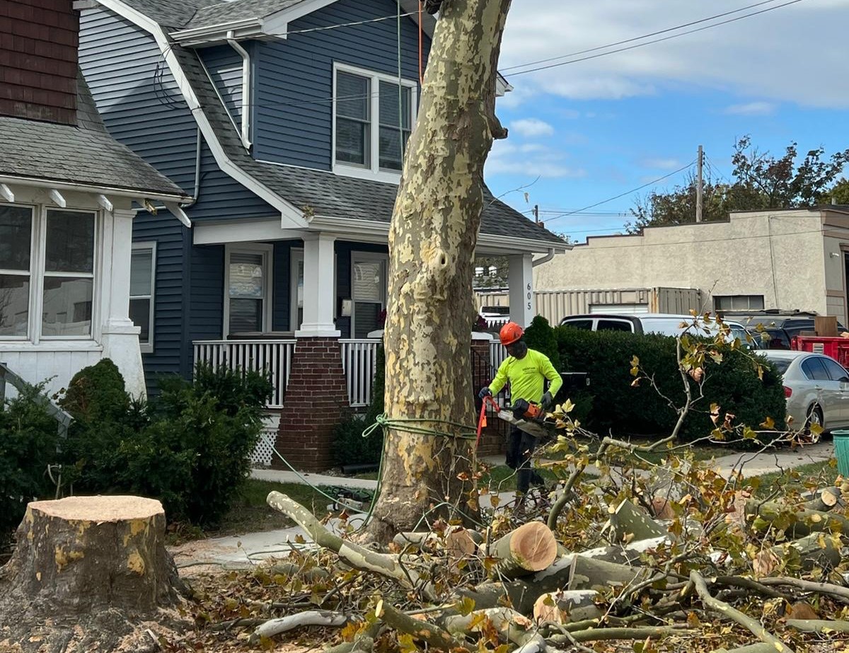 Recent tree removal new jersey project for a residential property