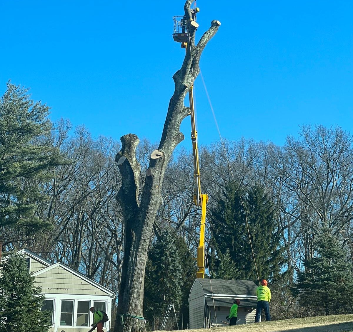 tree service colts neck nj service image