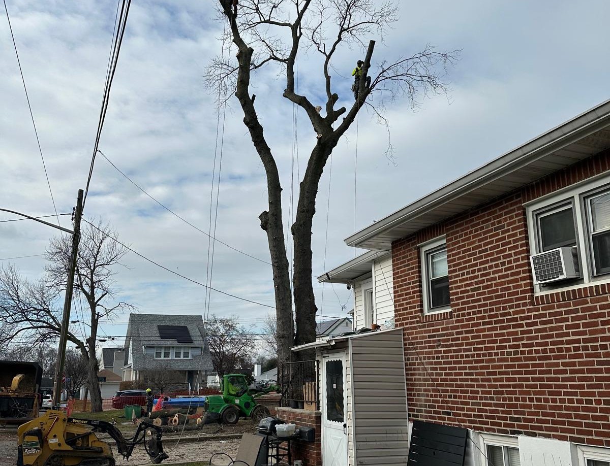 Kristian Tree Service tree removal project