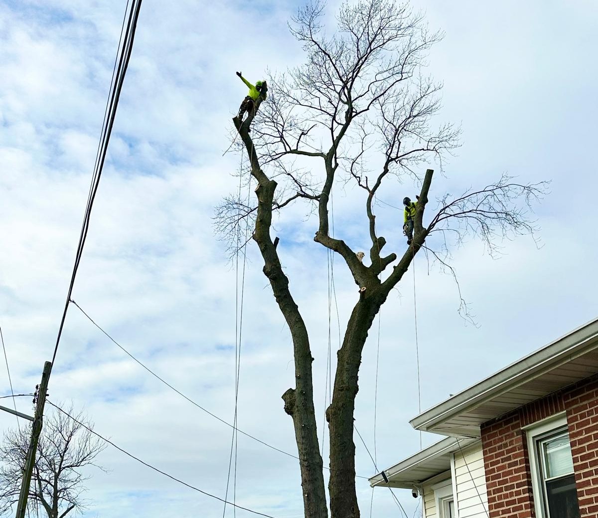 Tree works New Jersey removal project