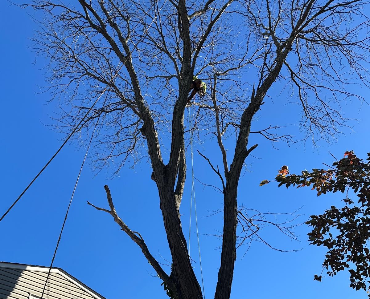 Stump grinding Hazlet NJ service