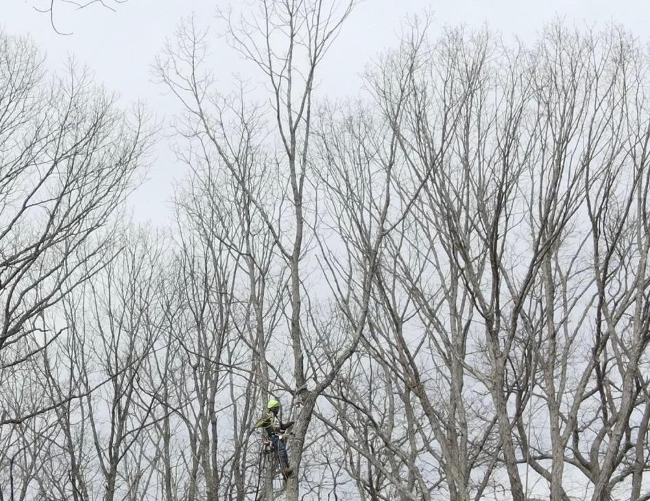 Professional tree removal work New Jersey
