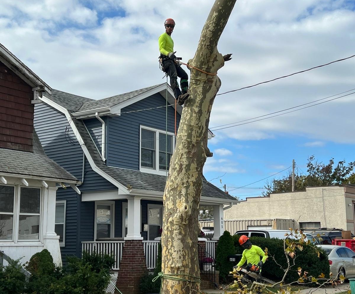 tree removal support in NJ job site