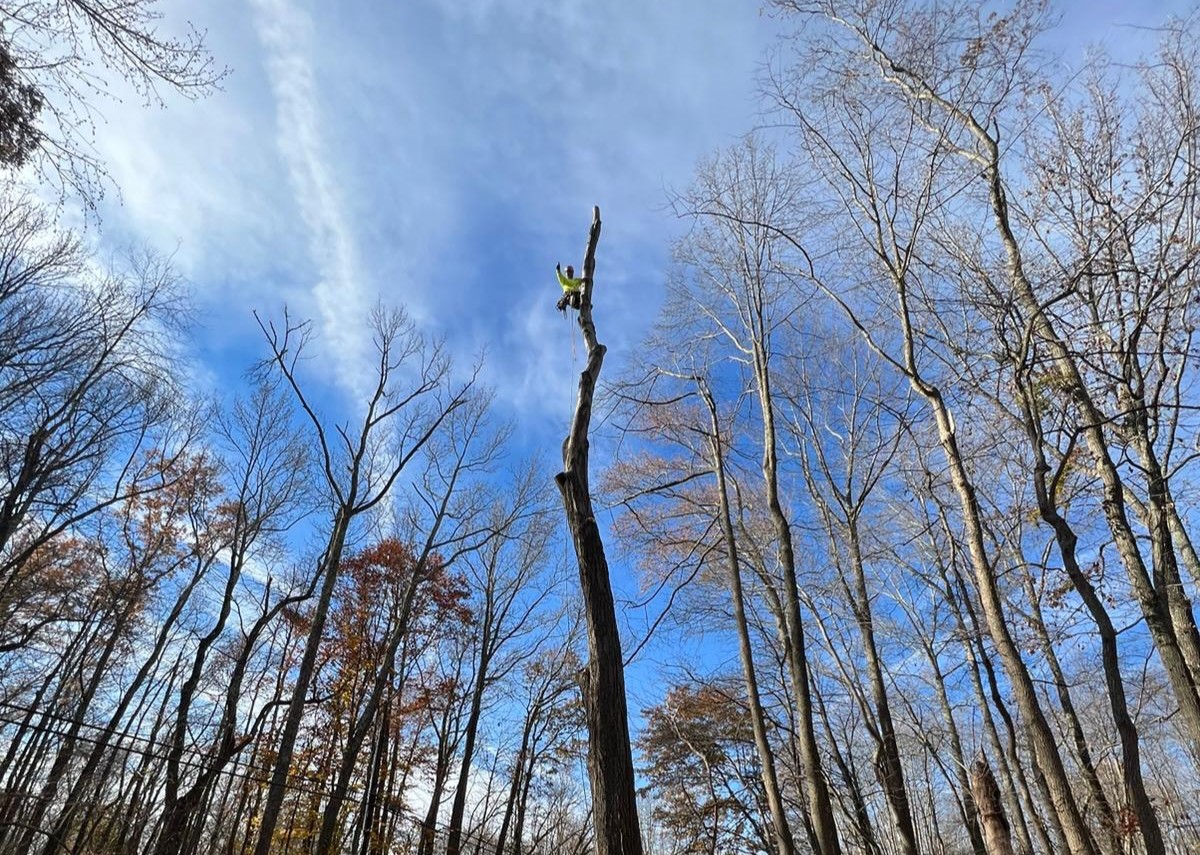 Completed tree work New Jersey