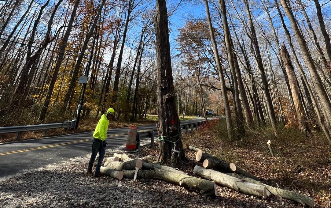 Tree removal projects New Jersey
