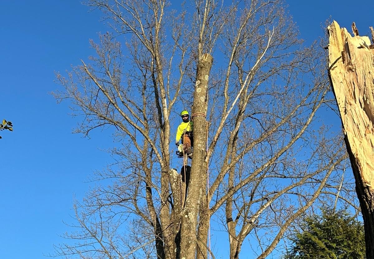 Tree removal work New Jersey