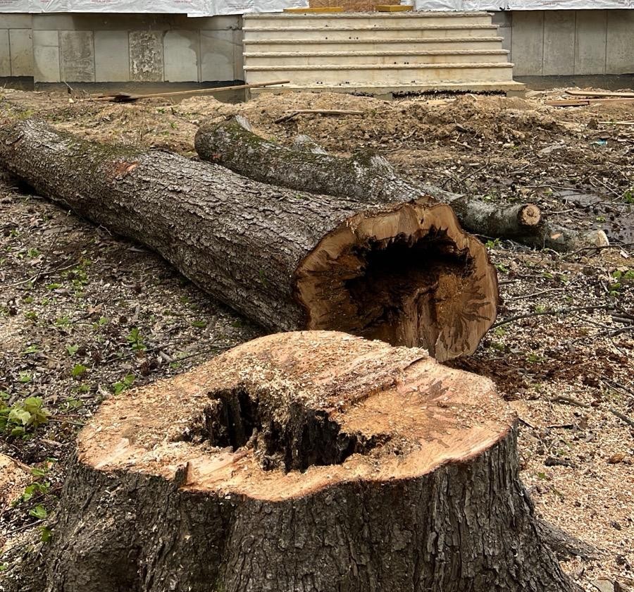 Stump grinding detail