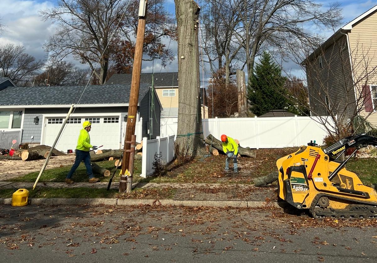 stump grinding near me project after removal